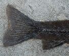 Exceptional Inch Notogoneus Fish Fossil #1387-4